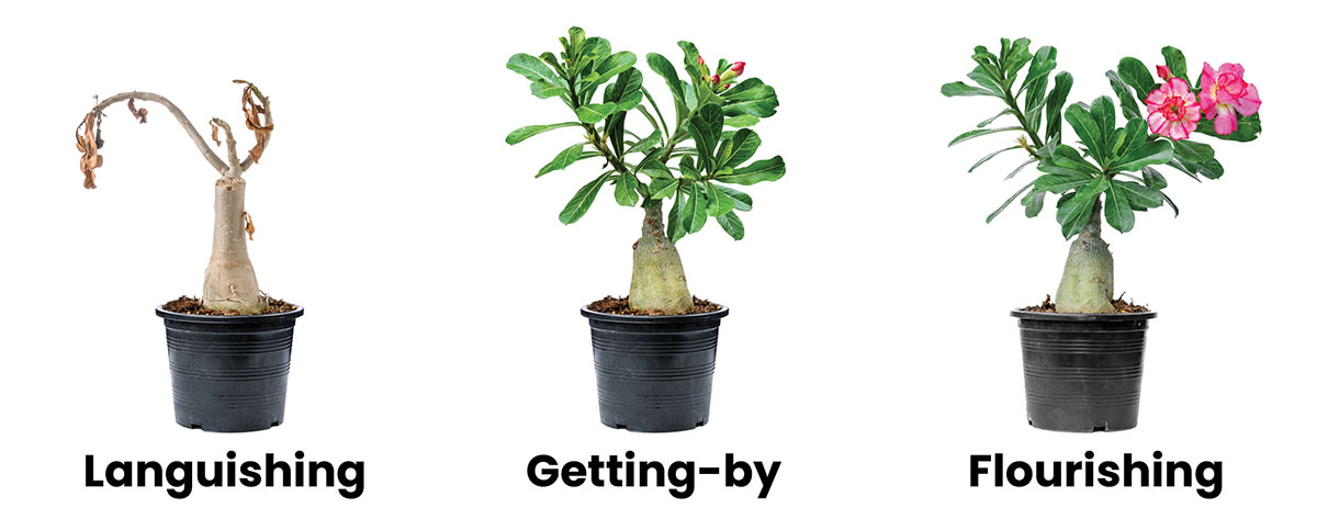 What is a flourishing life